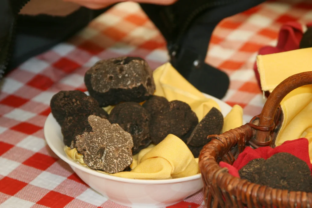 Journée truffe Quercy depuis Toulouse - cavage chien truffier ferme
