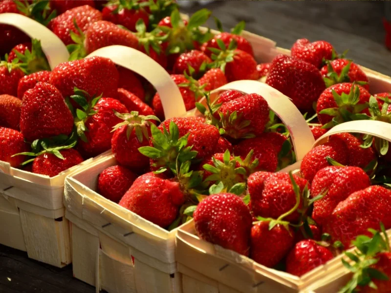 Photo journée Fraises